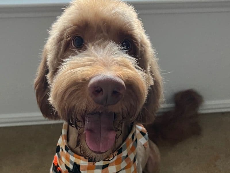 English Golden Retriever 6 years 5 months old male medium named Oliver for breeding in Tarrant County, Texas | Petmeetly