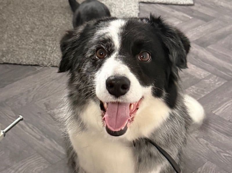 Border Collie 4 years 6 months old female medium named Stella for breeding in South Yorkshire, England | Petmeetly