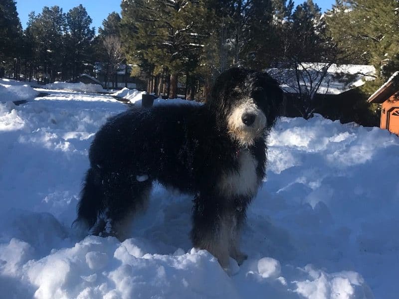 Bernedoodle 6 years old male large named Bear for breeding in Maricopa County, Arizona | Petmeetly