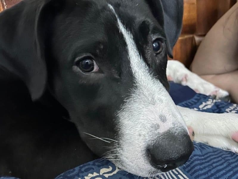 American PitBull Terrier 1 year 11 months old male large named Bruce for breeding in Delhi Division, Delhi | Petmeetly