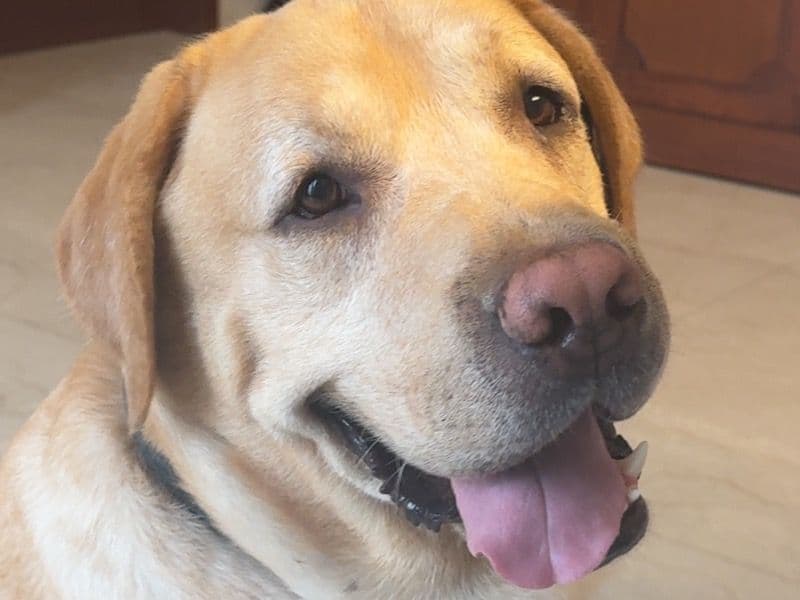 English Labrador Retriever 4 years 10 months old male large named Simba for breeding in Delhi Division, Delhi | Petmeetly