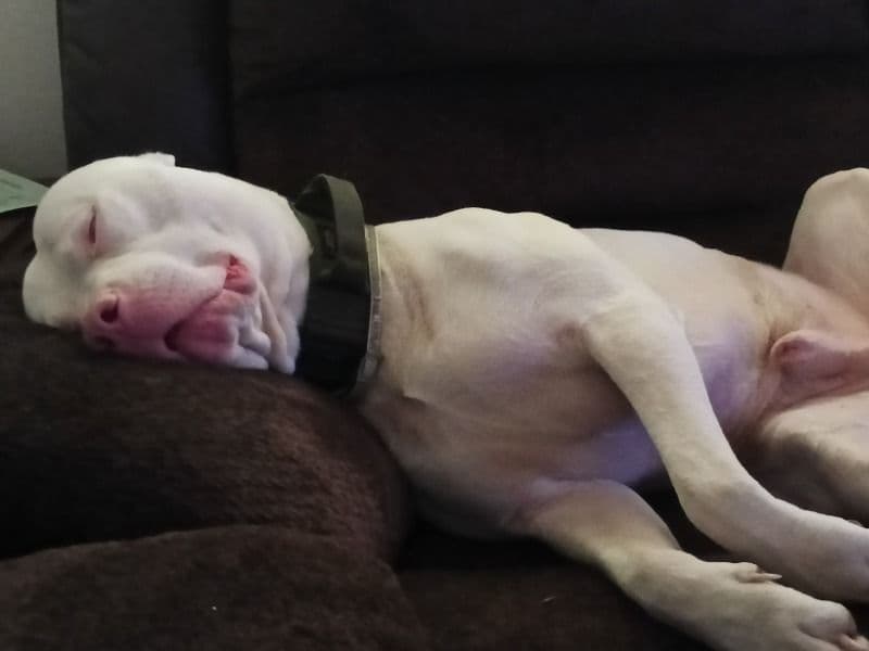 American PitBull Terrier 3 years 3 months old male large named Juke for breeding in Belmont County, Ohio | Petmeetly