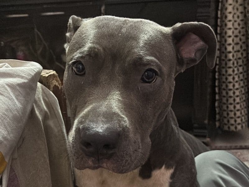 American Bully 1 year 10 months old female medium named Olive for breeding in Delhi Division, Delhi | Petmeetly