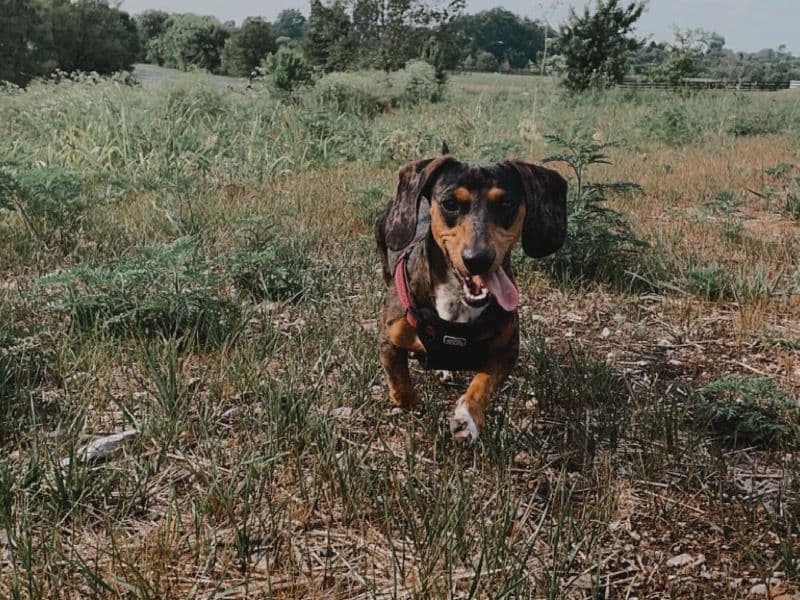 Miniature Dachshund 3 years 3 months old male small named Eden for sale in Jessamine County, Kentucky | Petmeetly