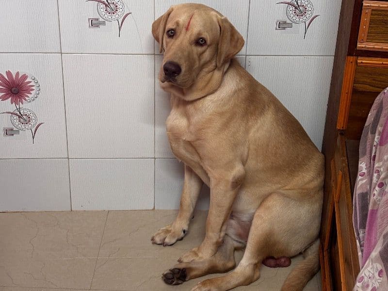 Labrador Retriever 1 year 4 months old male large named Vijay for breeding in Chennai, Tamil Nadu | Petmeetly