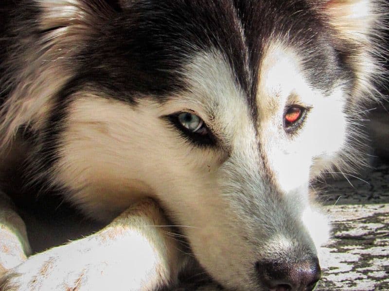 Siberian Husky 4 years old female medium named Onyx for breeding in Caledonia County, Vermont | Petmeetly