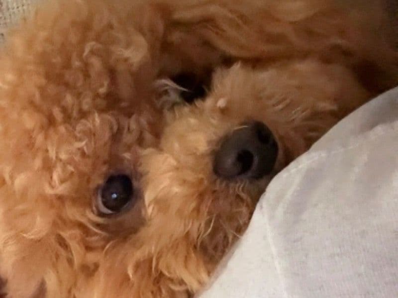 Cavapoo (Cavadoodle) 1 year 6 months old male small named Benji for breeding in Dallas County, Texas | Petmeetly