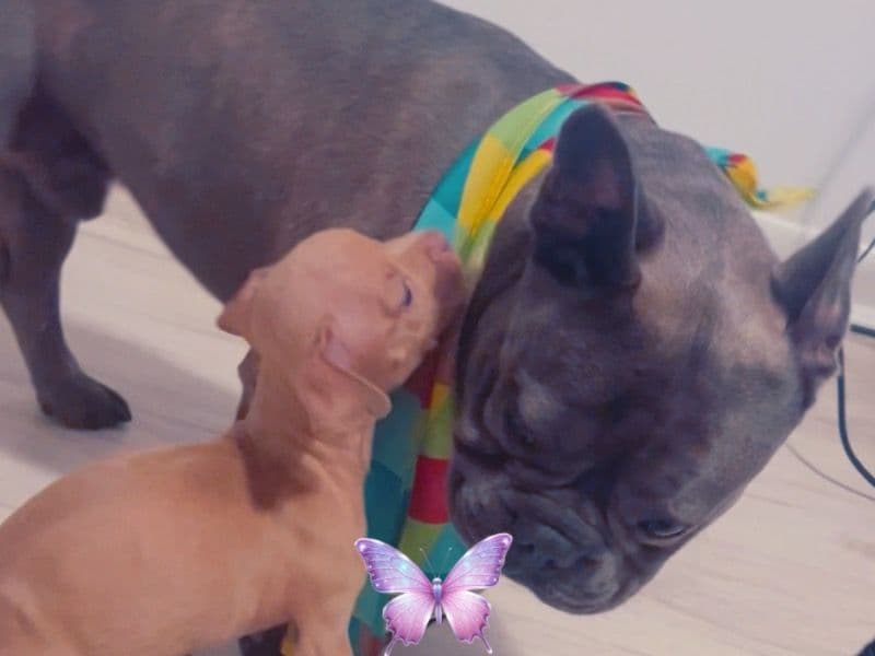 French Bulldog 3 years 3 months old male medium named Ace for sale in Miami-Dade County, Florida | Petmeetly