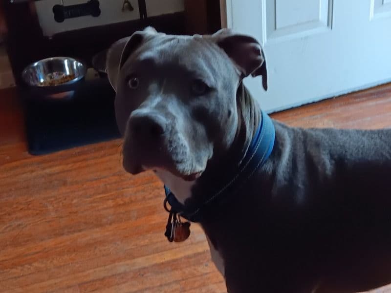 American Staffordshire Terrier 3 years 3 months old male large named Brutus for breeding in Berks County, Pennsylvania | Petmeetly