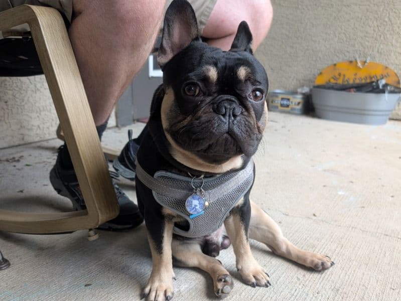 Rocket primary photo