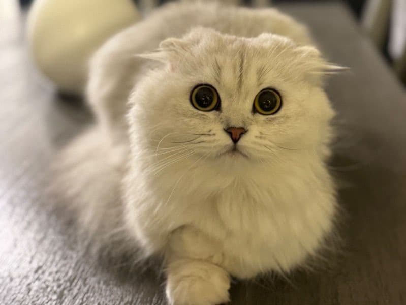 Scottish Fold 1 year 8 months old female named Pixel for breeding in Maricopa County, Arizona | Petmeetly