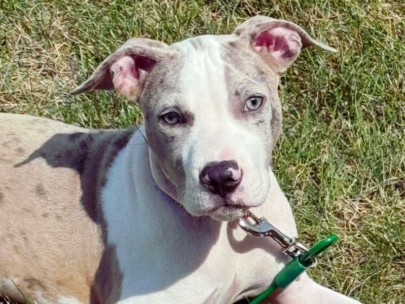 American Bully 1 year 10 months old female medium named Niylah for sale in Midland County, Michigan | Petmeetly