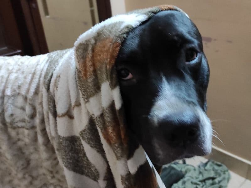 American PitBull Terrier 3 years 6 months old male medium named Noddy for breeding in New Delhi, Delhi | Petmeetly