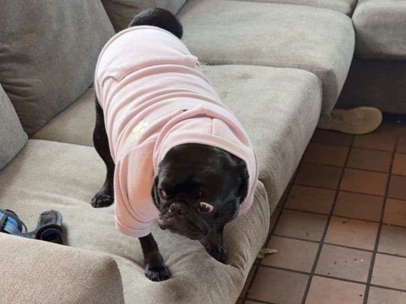 Pug 2 years 2 months old female small named Rosie for breeding in Franklin County, Ohio | Petmeetly