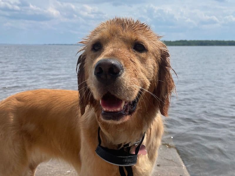 Golden Retriever 3 years 3 months old female medium named Ruby for breeding in Montréal, Québec | Petmeetly