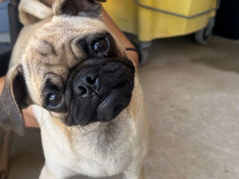 Heaven - Pug | Petmeetly