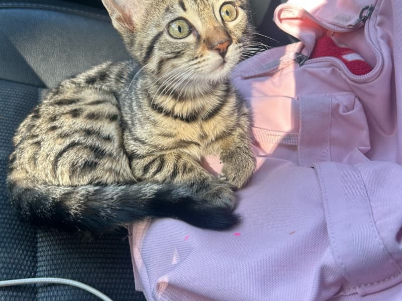 Bengal Tabby Mix 1 year 8 months old female named Luna for breeding in Montreal, Quebec | Petmeetly