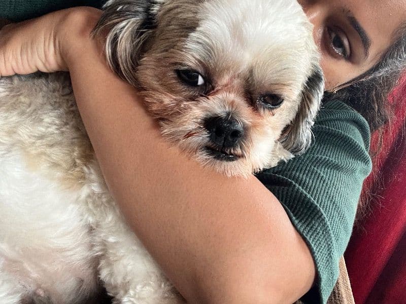 Shih Tzu 2 years 2 months old female large named Liya for breeding in Bangalore Division, Karnataka | Petmeetly