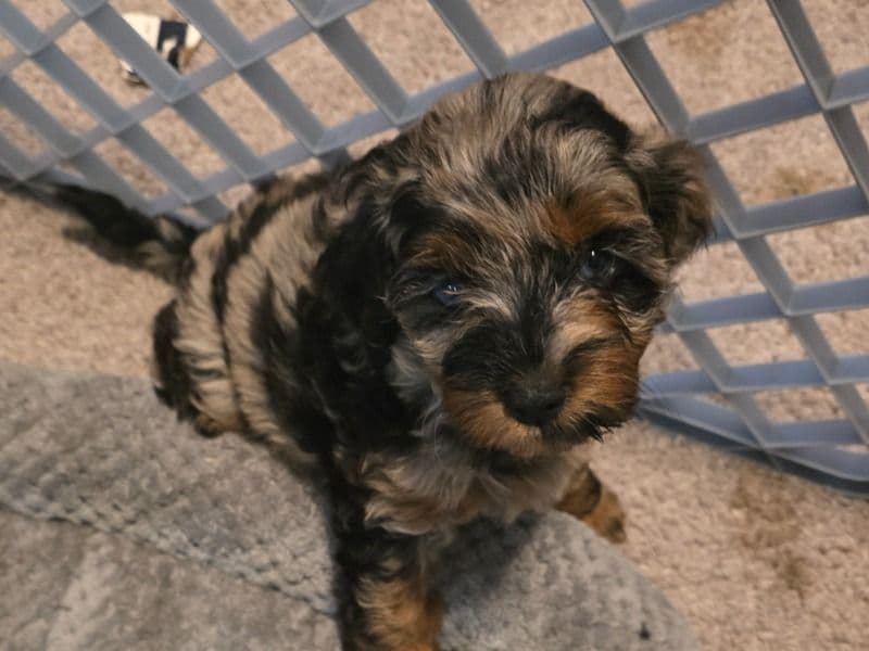 Cockapoo 1 month old male small named Moco for sale in Seminole County, Florida | Petmeetly