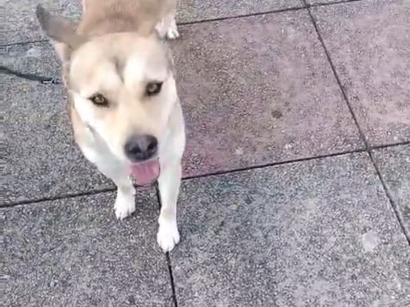 Milky - Akita | Petmeetly