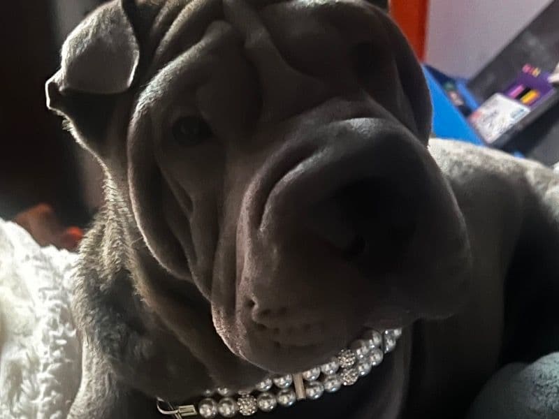 Chinese Shar-Pei 1 year 1 month old female medium named Aurora for breeding in Hampshire County, Massachusetts | Petmeetly