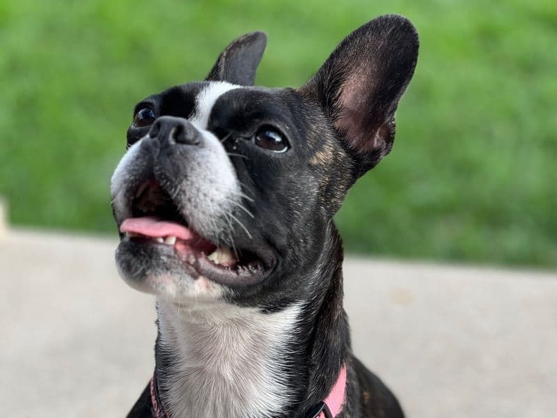 Boston Terrier 1 year 6 months old female medium named Coco for breeding in Ontario | Petmeetly