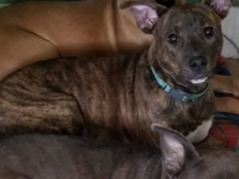 Labrador Retriever 6 years old female large named Bella for adoption in Jasper County, Iowa | Petmeetly