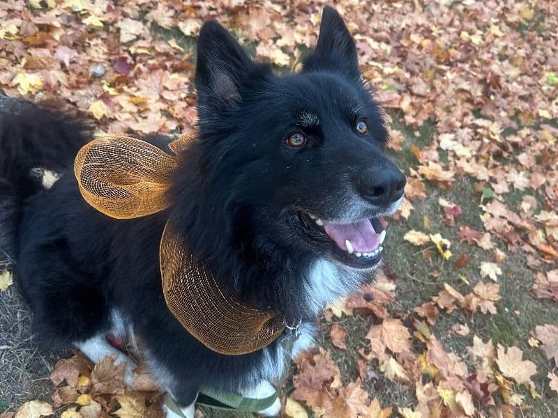 Alaskan Malamute 4 years 10 months old male large named Kai for breeding in Southeastern Connecticut Planning Region, Connecticut | Petmeetly