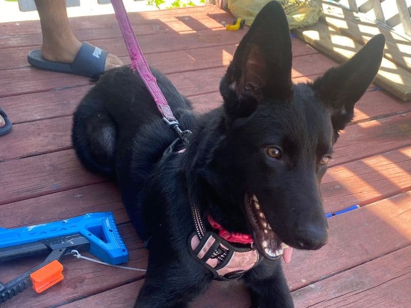Black German Shepherd 8 months old female large named Bella for sale in Manatee County, Florida | Petmeetly