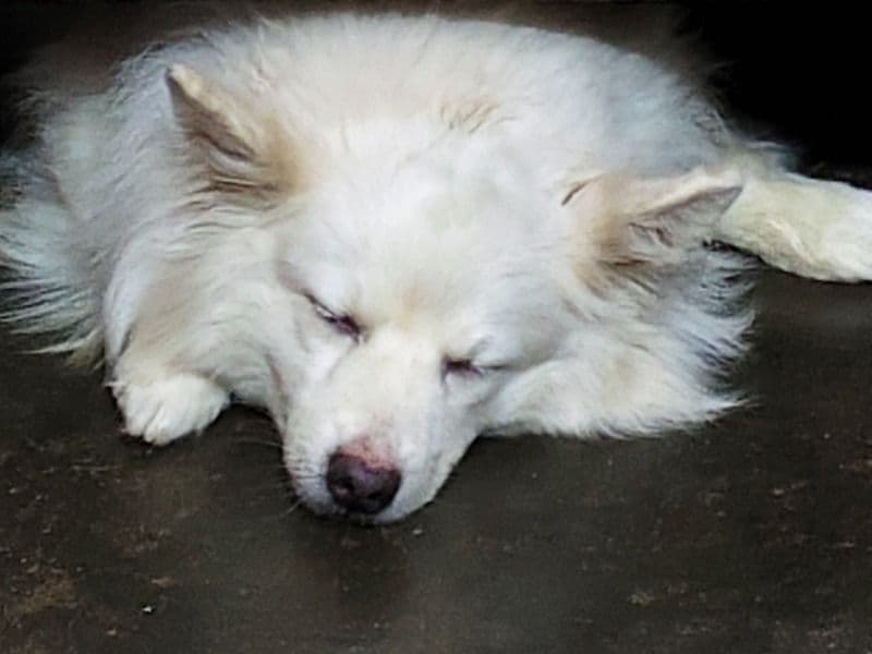 Pomeranian 7 years 7 months old male medium named Jimmy for breeding in Prayagraj Division, Uttar Pradesh | Petmeetly