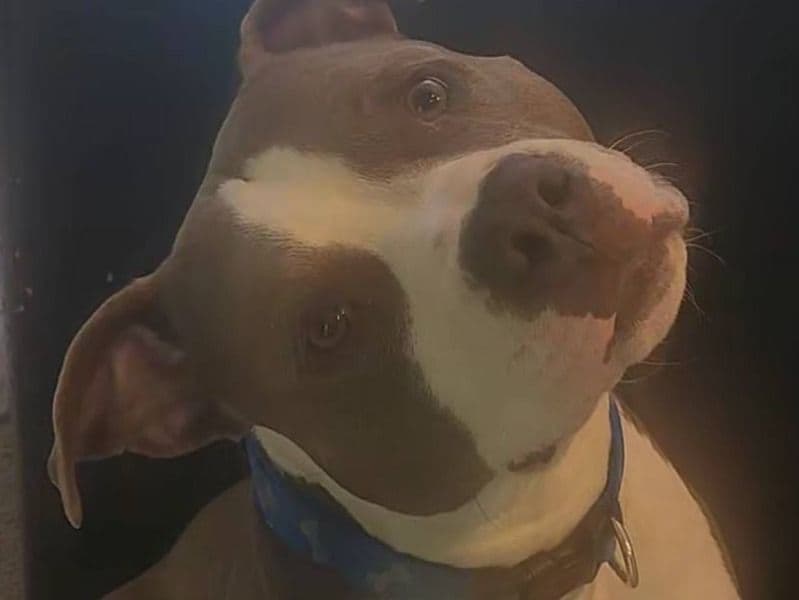 Blue nose Pitbull 2 years 8 months old male medium named Blu for breeding in Kane County, Illinois | Petmeetly