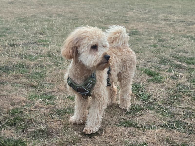 Cavapoo (Cavadoodle) 1 year 3 months old male small named Duke for breeding in Nottinghamshire, England | Petmeetly