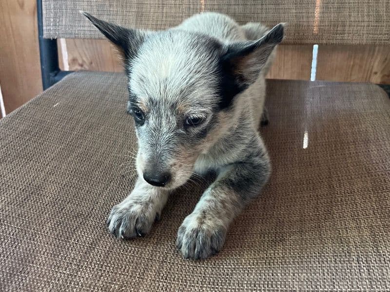 Australian Cattle Dog 6 months old male small named Bluey for sale in Bexar County, Texas | Petmeetly