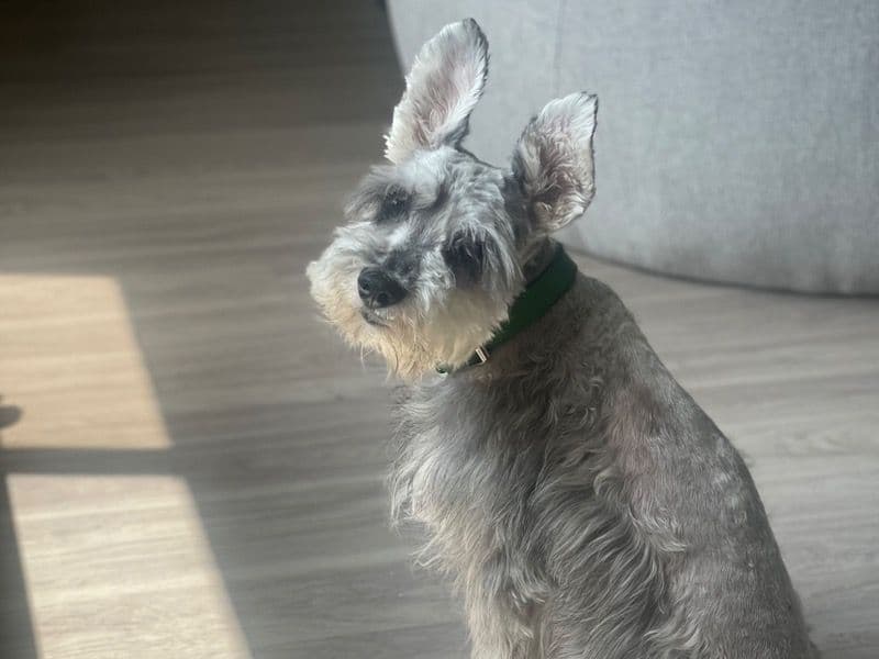 Miniature Schnauzer 2 years 11 months old male medium named Giovanni for breeding in Fulton County, Georgia | Petmeetly