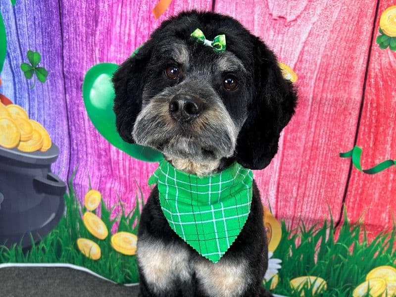 Cockapoo 3 years 1 month old female medium named Luna for breeding in Harvard, Illinois | Petmeetly