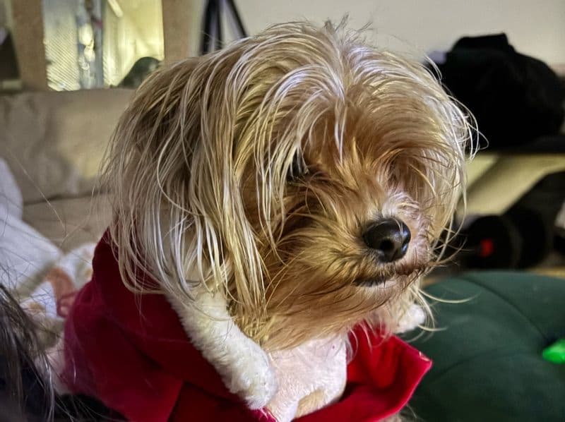 Yorkshire Terrier 1 year 6 months old female small named Delilah for breeding in Hernando County, Florida | Petmeetly