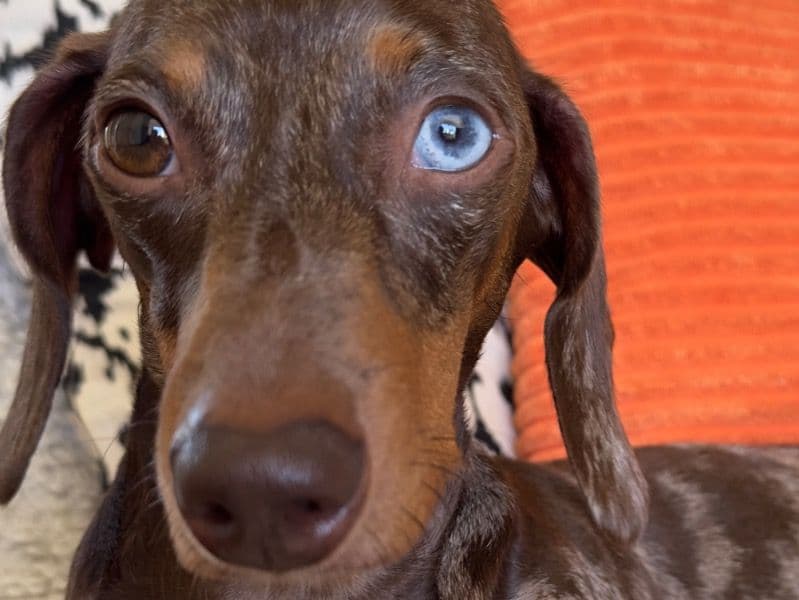 Delilah primary photo