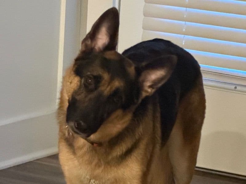 Black German Shepherd 3 years old female medium named Stella for breeding in Marion County, Indiana | Petmeetly