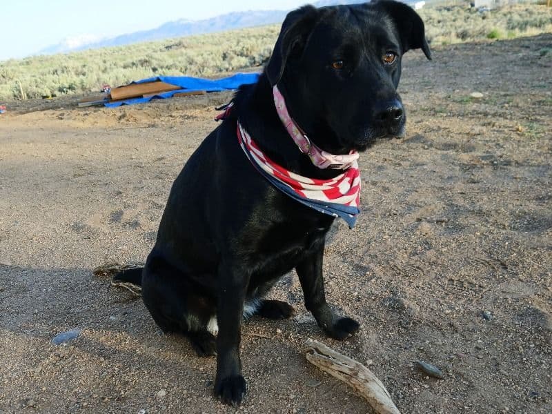 English Labrador Retriever 5 years 8 months old female large named Dixie for breeding in Camas County, Idaho | Petmeetly
