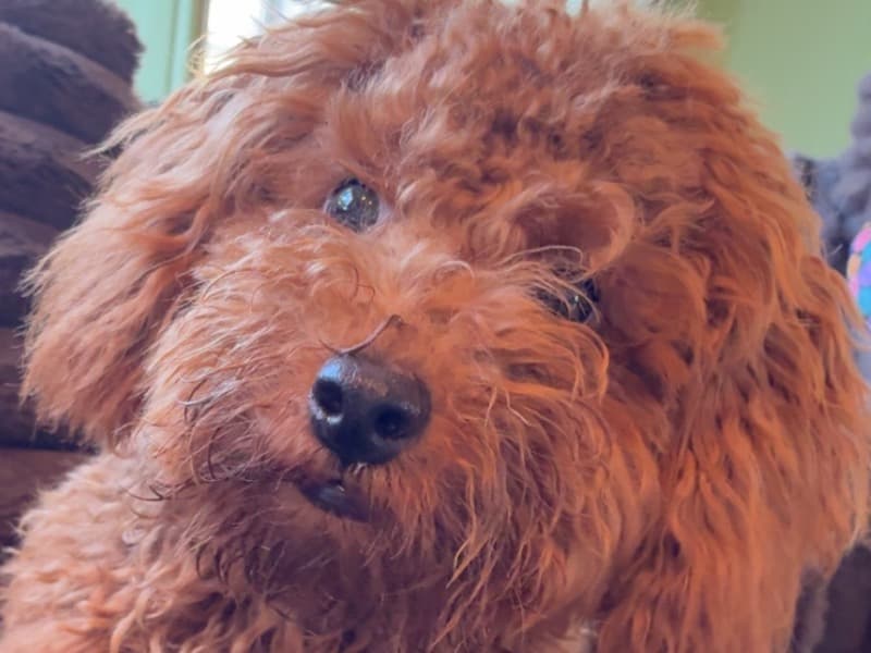 Toy Poodle 9 months old male small named Cowboy for breeding in Telfair County, Georgia | Petmeetly