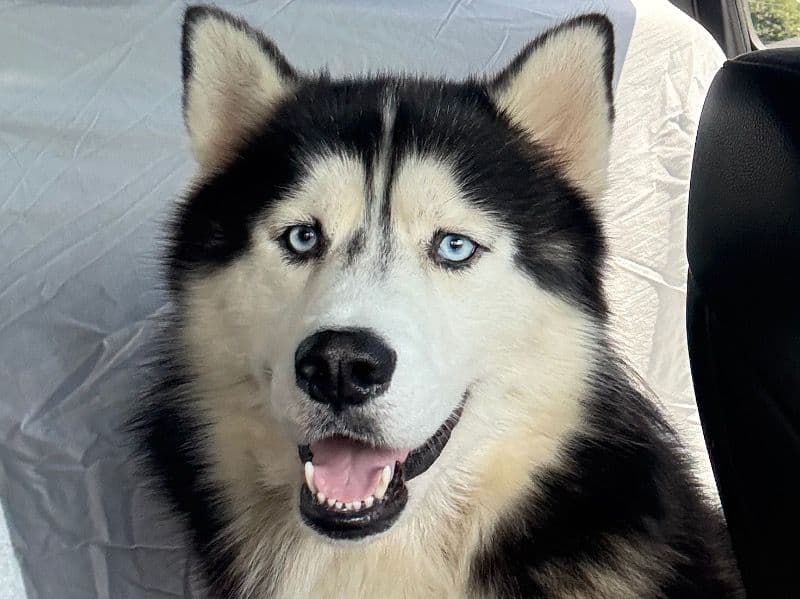 Siberian Husky 3 years 11 months old male large named Tikaani for breeding in Coffee County, Alabama | Petmeetly