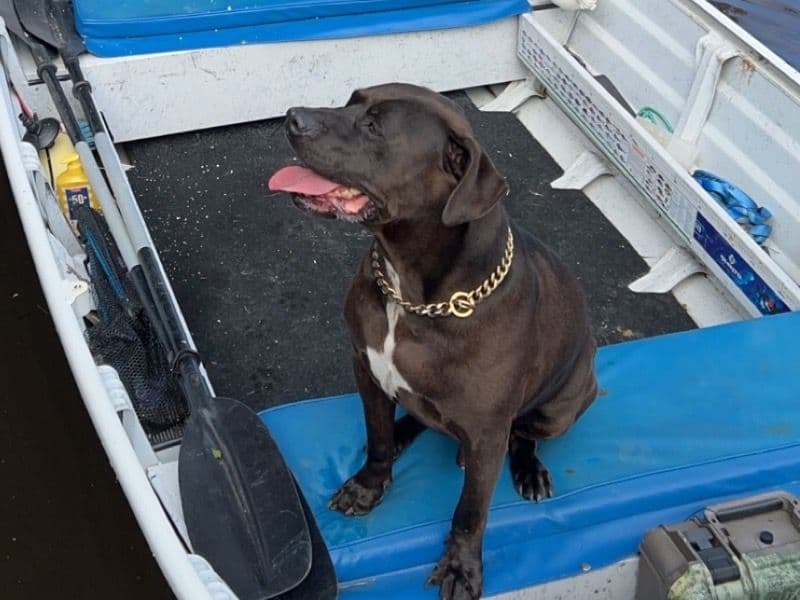 English Labrador Retriever 7 years 10 months old male medium named Loki for breeding in Central Coast Council, New South Wales | Petmeetly