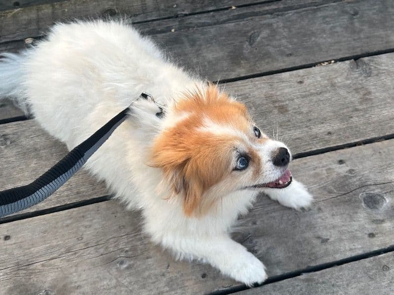Pomeranian 9 years 5 months old male small named Solo for breeding in Regional Municipality of Peel, Ontario | Petmeetly