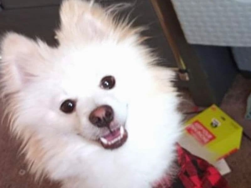 Narco - Pomeranian | Petmeetly