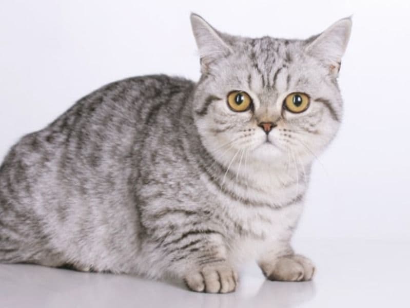 Munchkin 2 years 5 months old female named Tiffany for breeding in Miami-Dade County, Florida | Petmeetly