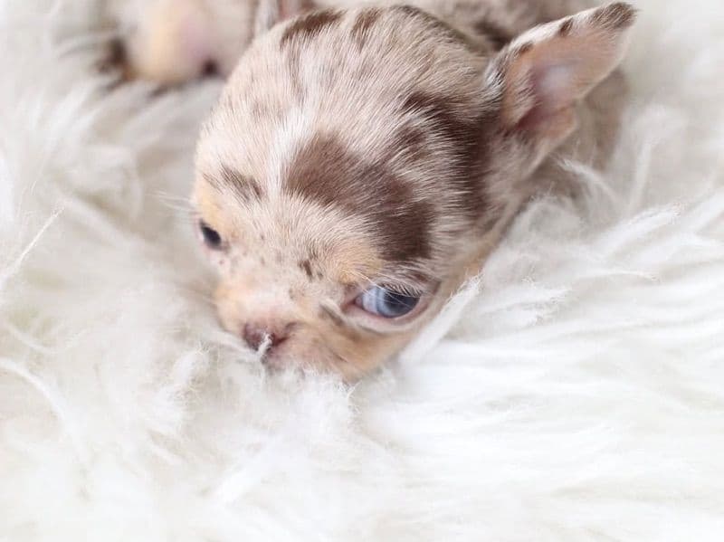Bella - Chihuahua | Petmeetly