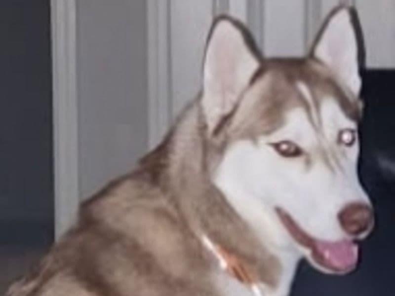 Husky 2 years 6 months old male extra large named Blanco for breeding in DeKalb County, Georgia | Petmeetly