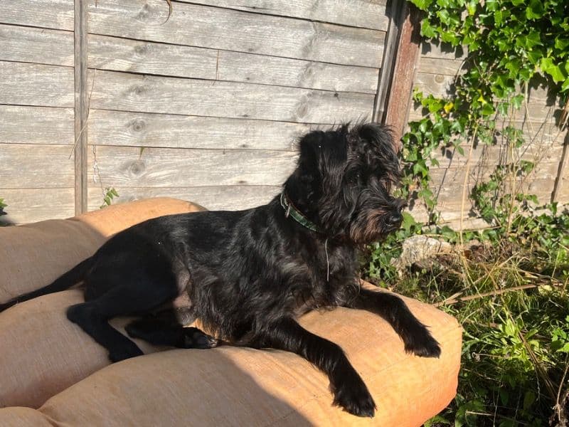 Miniature Schnauzer 2 years old female small named Agatha for breeding in Devon, England | Petmeetly