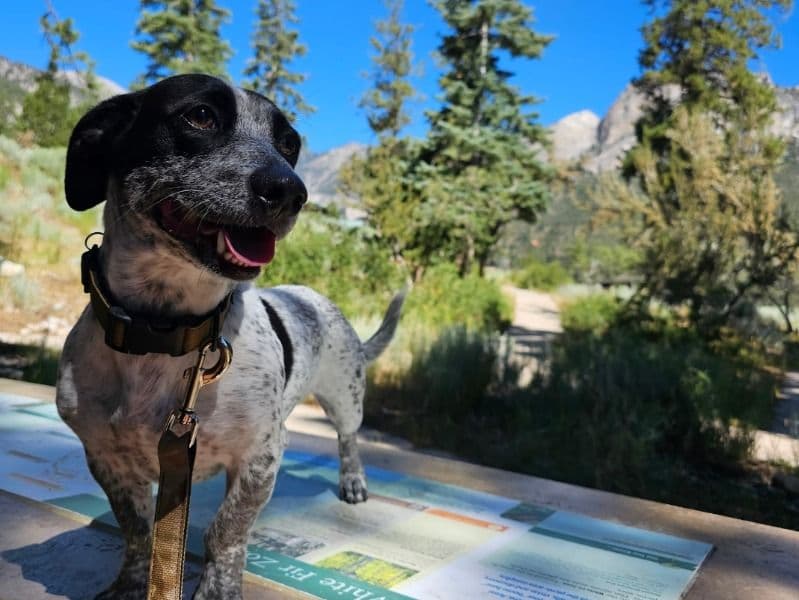 Edy - Dachshund | Petmeetly