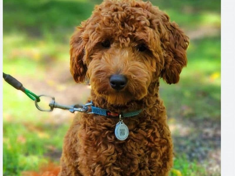 Mini Golden Doodle 1 year 7 months old male small named Dior for breeding in Madison County, Alabama | Petmeetly